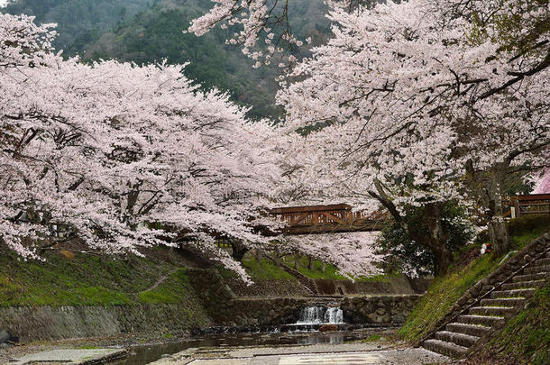 樱花，日本