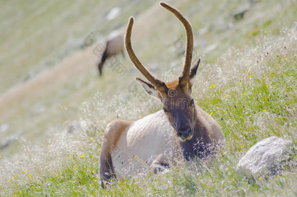 在洛基山国家公园的小径山脊路上的麋鹿