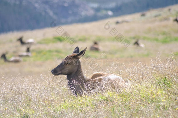 在洛基山国家公园的小径山脊路上的麋鹿