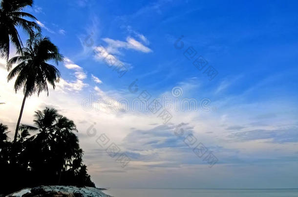 岛上的椰子树