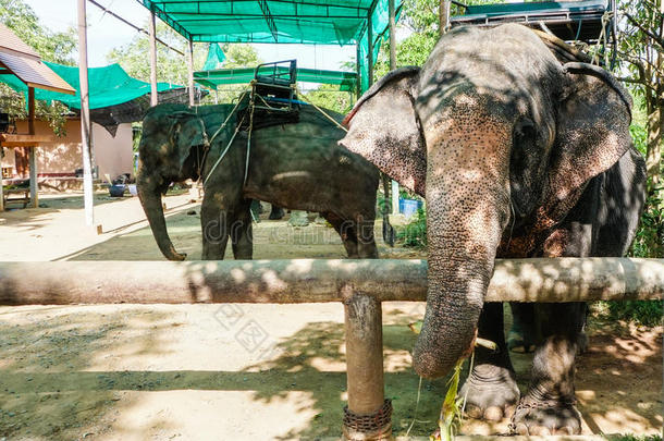 在珊瑚中捕获的大象。 泰国动物动物园