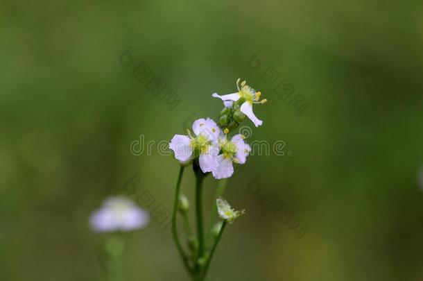 欧洲水车前子(alismaplatago-aquatica)