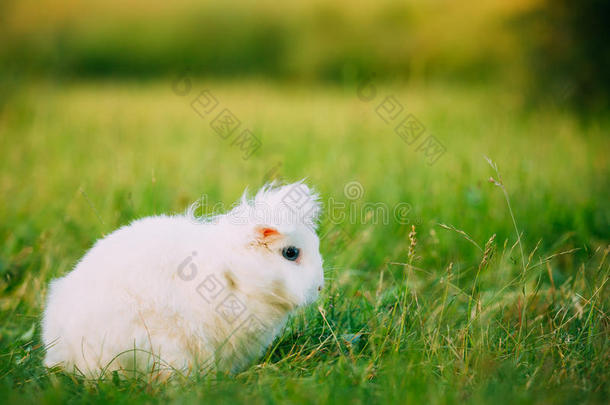 蓝眼睛低耳矮矮雪白混合品种兔子坐着