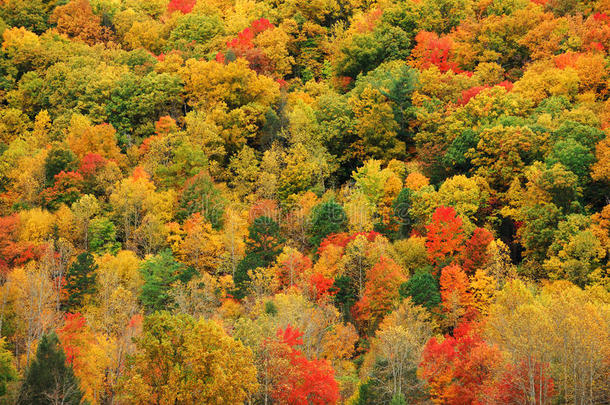 秋天的山林有五颜六色的树
