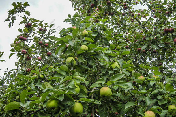 <strong>植树造林</strong>全部的和苹果是