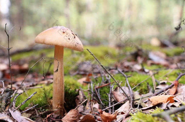 美丽的不可食用蘑菇