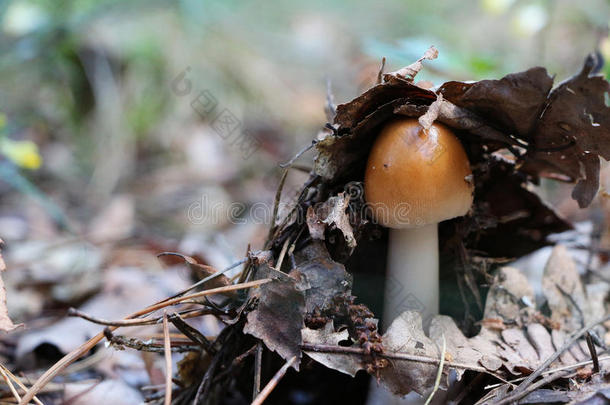 生长着年轻的不可食用的蘑菇