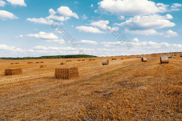 夏天用稻草包收割的田地