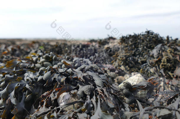 藻类动物背景海滩黑色