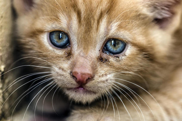 动物美丽的蓝色出生猫