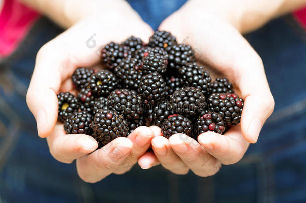 黑莓水果