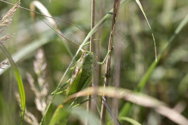 绿色的大蚂蚱在绿色的大自然中，宏观的视野