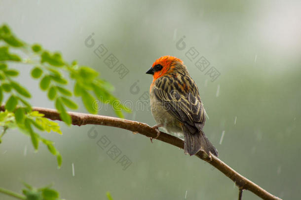 鸟分支马驹马<strong>来福</strong>迪雨