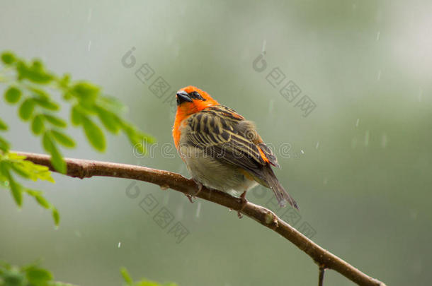 鸟分支马驹马<strong>来福</strong>迪雨