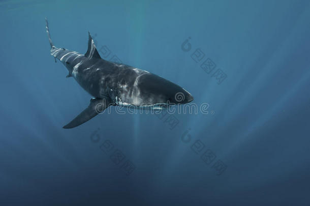 水下大白鲨