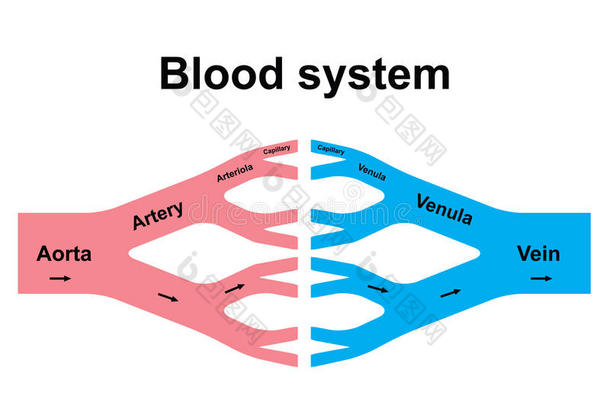 <strong>血液循环</strong>系统