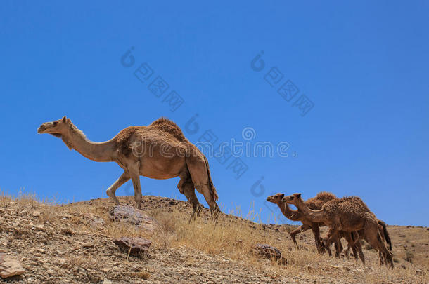动物阿拉伯的骆驼大篷车护航