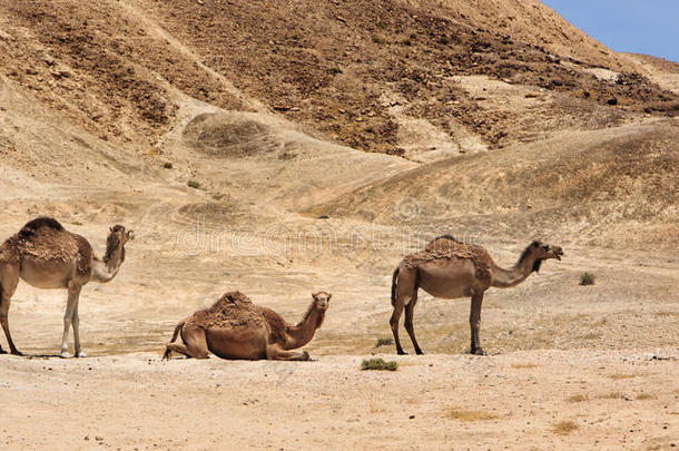 动物阿拉伯的骆驼大篷车<strong>护航</strong>