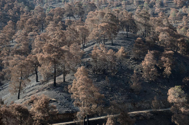森林火<strong>灾后</strong>烧毁树木对环境的破坏