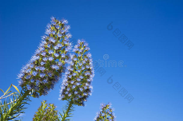 蓝天背景上毛茸茸的花朵