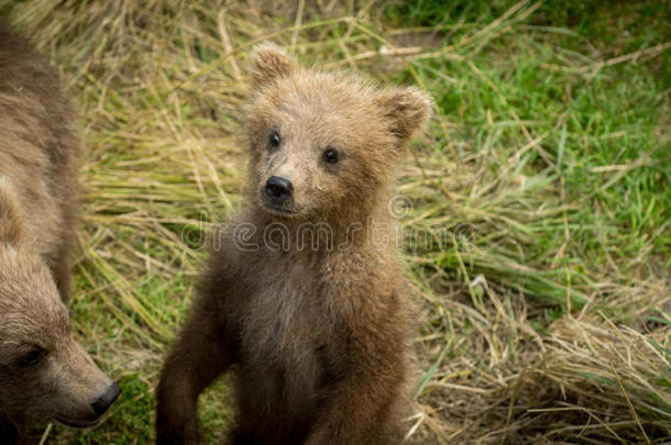 可爱的阿拉斯加棕色熊幼崽