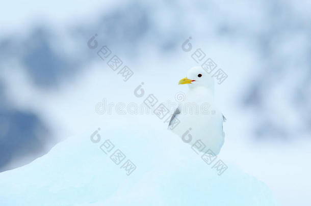 冰上的鸟，北极的冬天场景。 黑色腿的Kittiwake，RissaTridactyla，有蓝色的冰川，冰山在