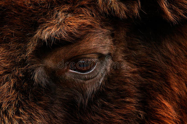 欧洲野牛的详细眼睛肖像。 皮毛大衣与大棕色动物的眼睛在自然栖息地，捷克共和国，艺术观的bi