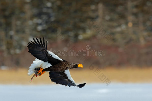 鹰和鱼一起飞行。 美丽的斯泰勒海鹰，海雀，飞禽的猎物。