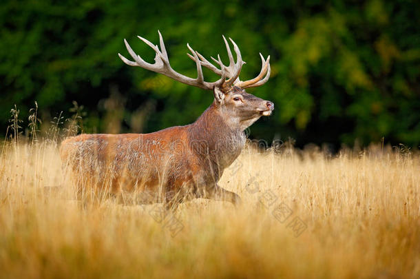 鹿在森林里奔跑。 红鹿鹿鹿，咆哮雄伟的成年动物在秋林外。 大自然中的大动物