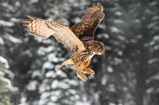 欧亚鹰猫头鹰，张开翅膀的飞鸟。 在寒冷的冬天，雪林里有雪花的猫头鹰。 大自然中的鹰猫头鹰