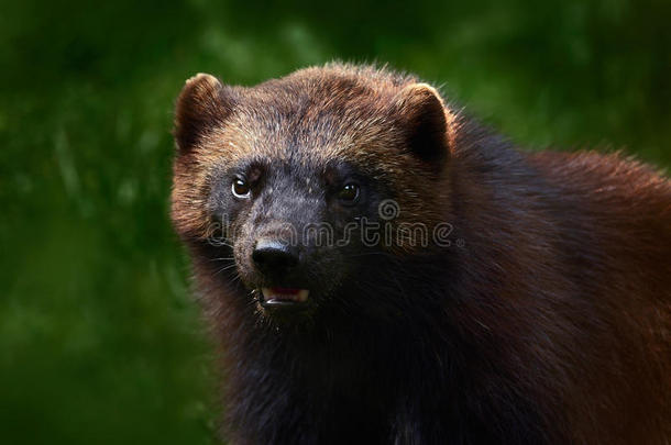 野生狼獾的详细肖像。 狼獾的面部肖像。 在芬兰塔加跑步顽强的狼獾。 狼獾在前面