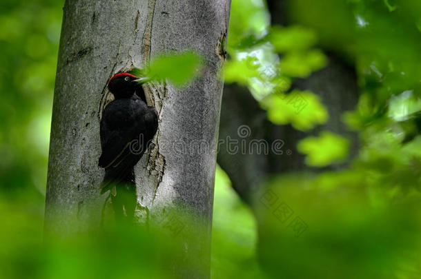 绿色夏季森林里的黑色啄木鸟。 啄木鸟靠近巢洞。 野生动物场景与黑鸟在自然栖息地。