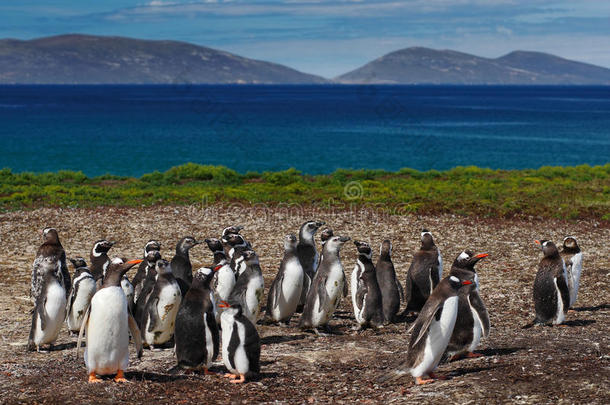 一群绿色的企鹅在绿草地上。 有蓝天和白云的金杜企鹅。 企鹅在自然栖息地。 小鸟