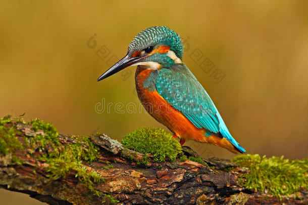 美丽的翠鸟，有清晰的绿色背景。 翠鸟，蓝色和橙色的鸟坐在河里的树枝上。 很漂亮