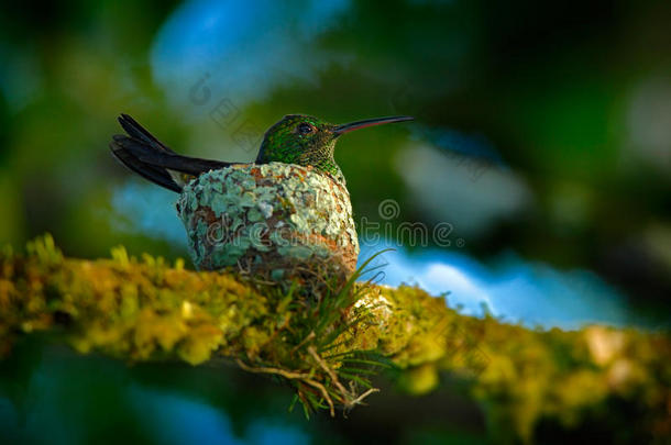 成年蜂鸟坐在鸟巢、特立尼达和托巴戈的鸡蛋上。 铜浆蜂鸟，亚马逊托巴奇，在树上
