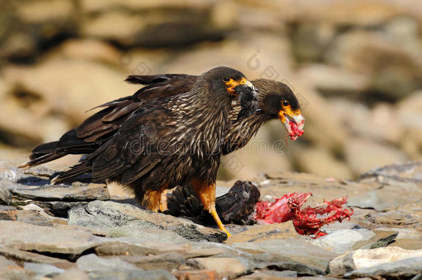 喂食场景。 猎物的鸟纹状卡拉卡拉，坐在岩石上，福克兰群岛，阿根廷。 鸟类行为。 小鸟