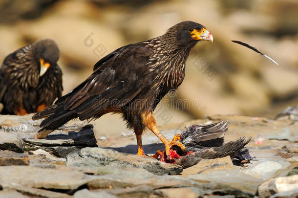<strong>喂食</strong>场景。 猎物的鸟纹状卡拉卡拉，坐在岩石上，福克兰群岛，阿根廷。 鸟类行为。 <strong>小鸟</strong>