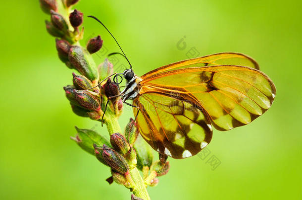 美丽的玻璃翅膀蝴蝶，透明的翅膀。 美丽的蝴蝶在大自然的栖息地。 有透明翅膀的蝴蝶