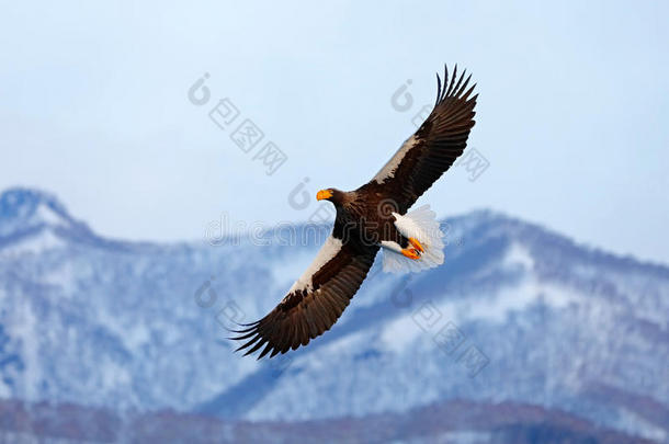 飞着稀有的鹰。 斯泰勒的海鹰，海雀，飞禽的猎物。 北海道，日本。