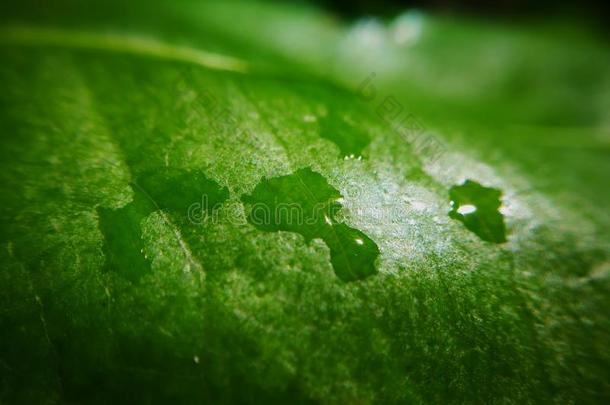 雨后。