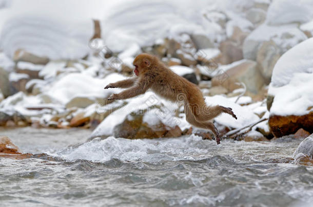 日本动作猴子野生动物现场。 猴子日本猕猴，猕猴，跳过冬季河，北海道，日本。 sn