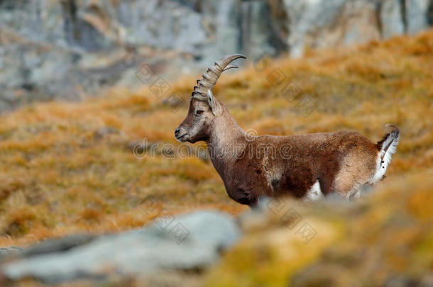 鹿角高山Ibex，CapraIbex，抓挠动物与<strong>彩色岩石</strong>的背景，动物在自然栖息地，法国。