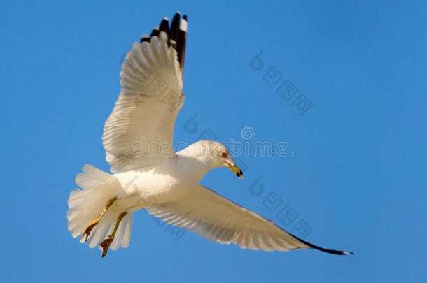 鸟儿在蓝天中<strong>飞翔</strong>。 环填充鸥，拉罗斯德拉瓦伦西，来自佛罗里达州，美国。 白色海鸥在飞行中张开<strong>翅膀</strong>。 行动