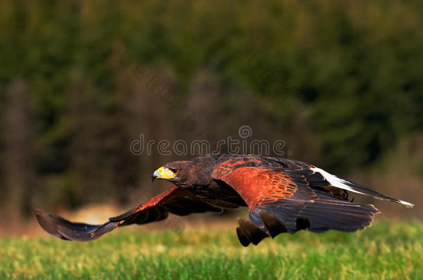 飞行的猎物鸟，哈里斯鹰，帕拉布托Unicinctus，着陆。 鸟<strong>类</strong>在自然栖息地。 来自大自然的野生动物<strong>场景</strong>。 比