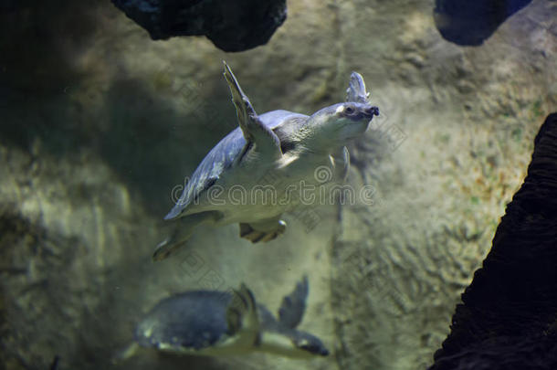 动物水族馆澳大利亚澳大利亚人草龟科