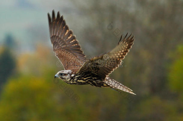 鸟儿在飞翔。 飞行猎鹰与森林在背景。 兰纳猎鹰，猎物鸟，动物在自然栖息地，德国。 小鸟