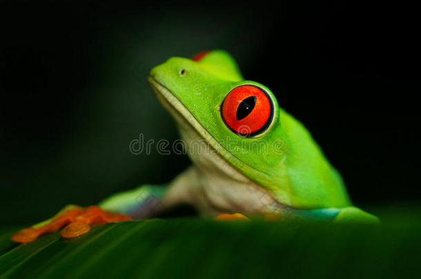 红色眼睛<strong>青蛙</strong>的详细肖像。 <strong>红眼</strong>的树蛙，阿加利希尼斯，在自然栖息地，巴拿马。 美丽的<strong>青蛙</strong>西