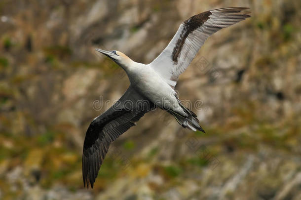 悬崖上的鸟。 <strong>飞翔</strong>的海鸟，北甘尼特与岩石在背景，伦德岛，挪威。 甘奈在大自然中<strong>飞翔</strong>