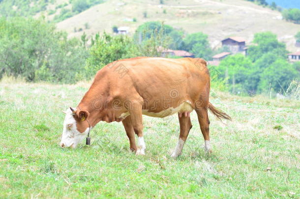在田里吃草的牛