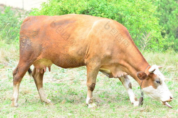 在田里吃草的母牛